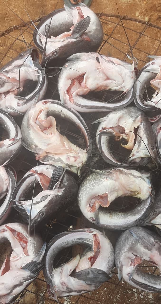 Catfish and fish species farming