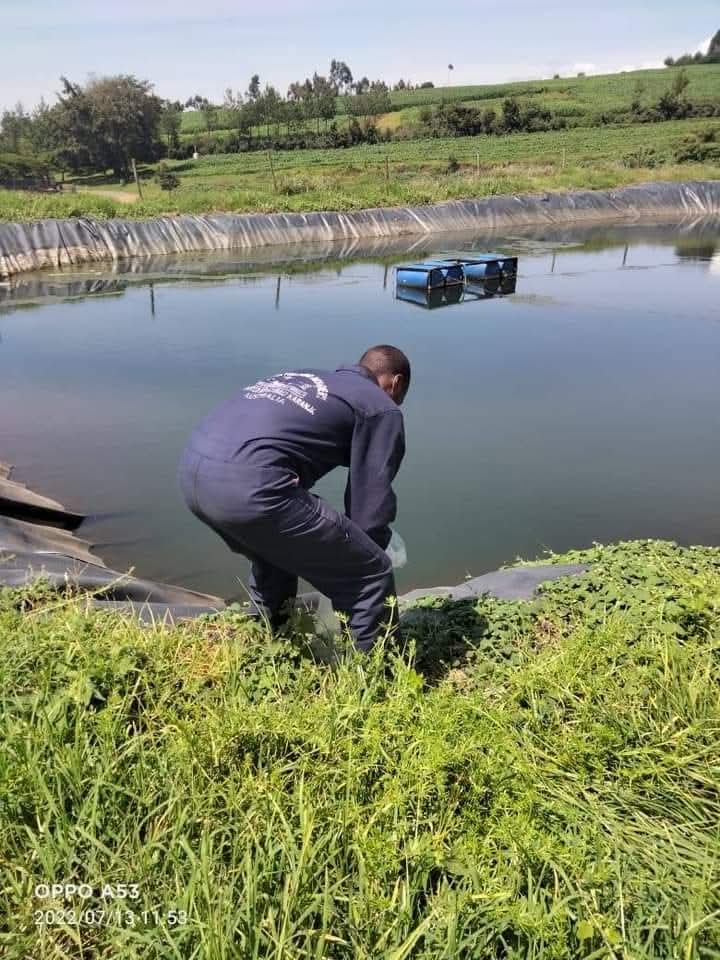 Fish farming operations in Kenya