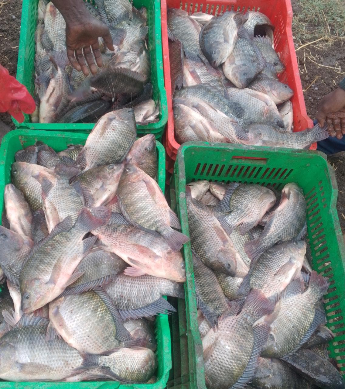Fish harvest and market preparation